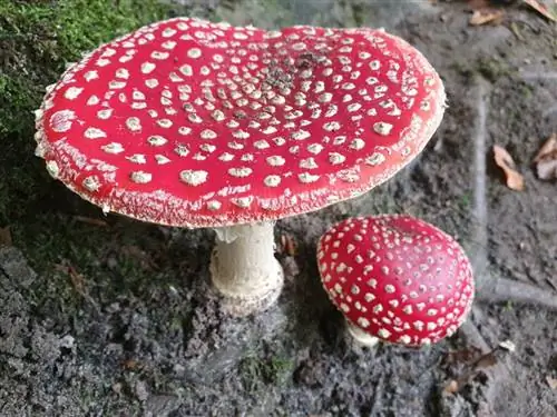 Водоток лес