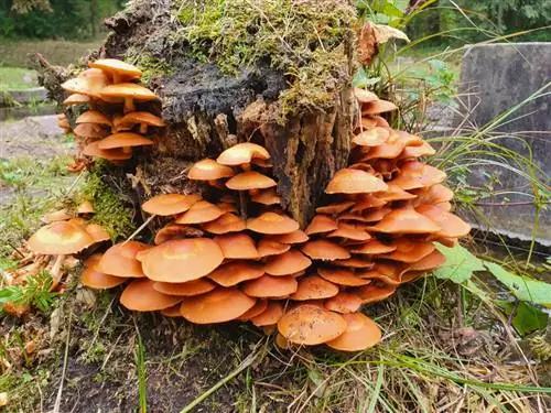 Водоток лес