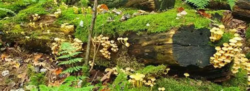 Видите грибы в природе? Совет: в Waterloopbos их сотни