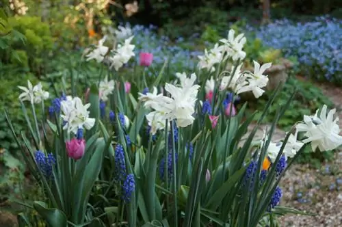 посадка лазаньи