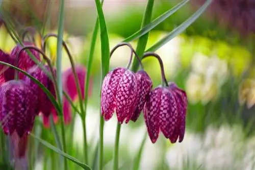 Fritillaria meleagris
