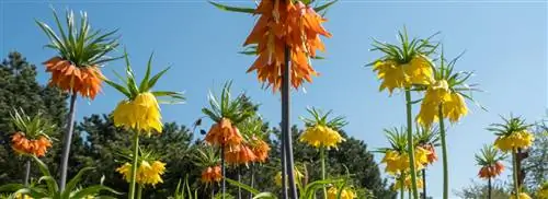 Посадите сейчас: 6 прекрасных сортов цветочных луковиц для весны и советы по посадке