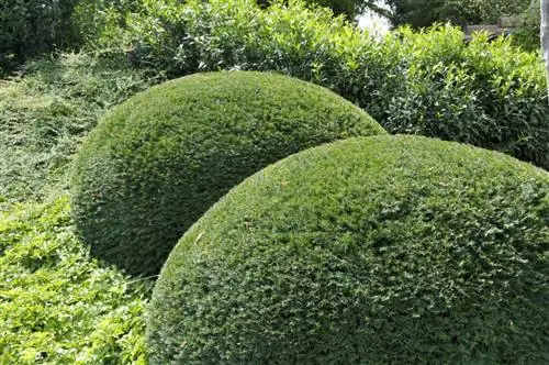 Taxus бакката