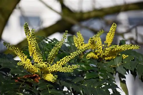 зимние шаровары