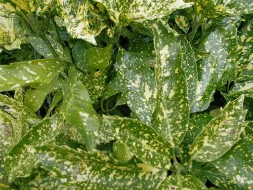 аукуба японская