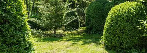 Вечнозеленые растения: эти вечнозеленые растения сделают ваш сад еще более зимним ’