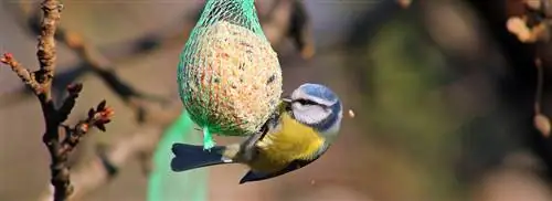 Кормить птиц? Будьте осторожны с пластиковыми очистками от толстых шариков