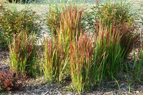 декоративные травы Imperata cylindrica 'Red Baron&39 декоративные травы Imperata cylindrica 'Red Baron&39