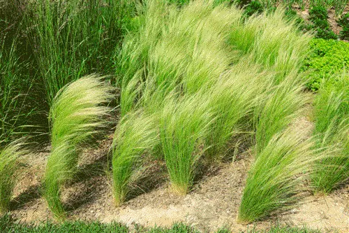 Stipa tenuissima Stipa tenuissima
