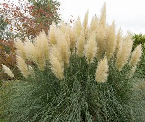 декоративные травы Cortaderia Selloana декоративные травы Cortaderia Selloana