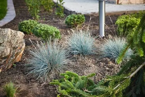 Festuca glauca Festuca glauca