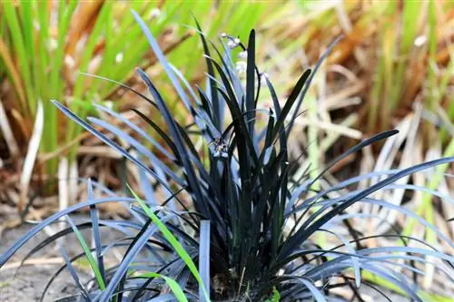 декоративные травы Molinia caerulea декоративные травы Molinia caerulea