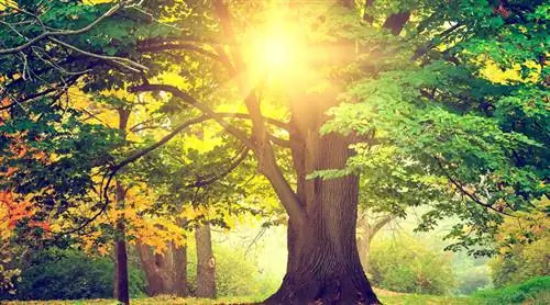 Погода: зеленый ноябрь