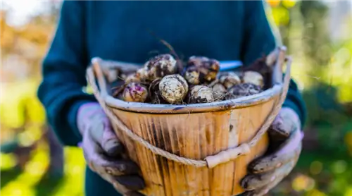Эти забытые осенние овощи того стоят