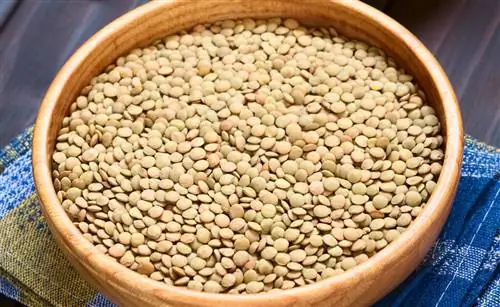 Синтерклаас-канун