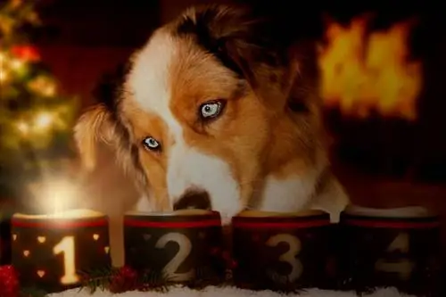 Опасности декабря