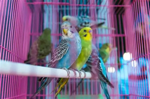 Опасности декабря