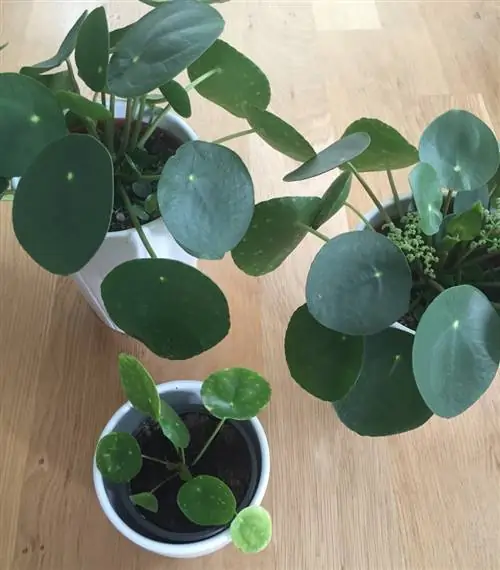 блинный завод