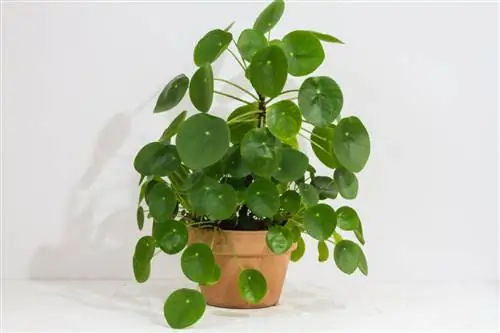 блинный завод