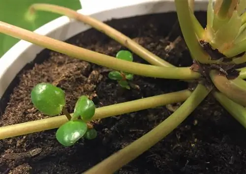 блинный завод