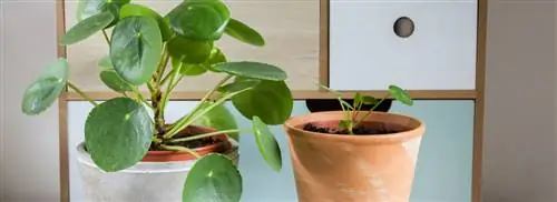 Блинное растение: Pilea peperomioides