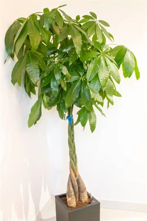 Пахира водная