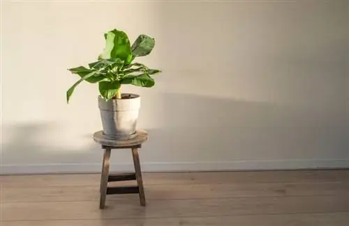 банановое растение