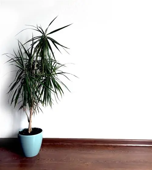 Драцена маргината