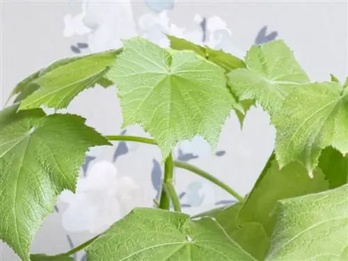 комната липа