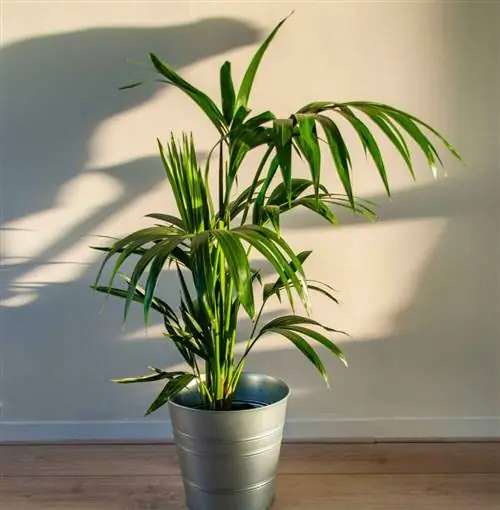 Кентия пальма