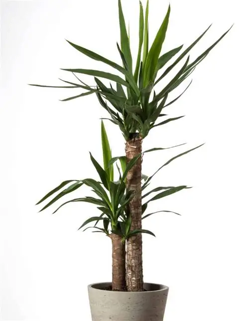 Юкка слоновая