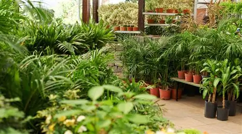 11 отличных комнатных растений, которые заменят рождественскую елку