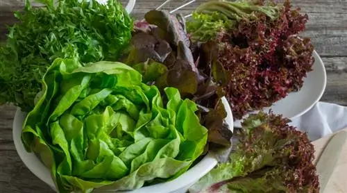 Так много видов салата: вот как их распознать и скомбинировать