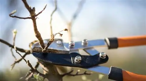 Зимняя обрезка в феврале, эти садовые растения нуждаются в обрезке сейчас