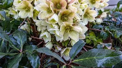 Морозник менее красив? Освежите его и предотвратите болезнь черной пятнистости листьев