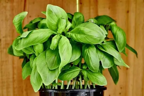 базилик растения