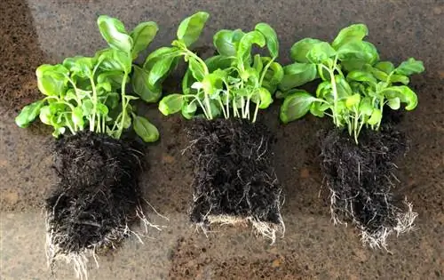 базилик растения