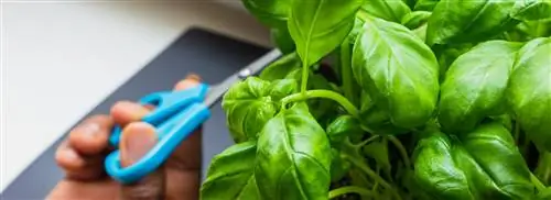 Всегда ли растения базилика из супермаркета погибают? Вот как вы держите их хорошо