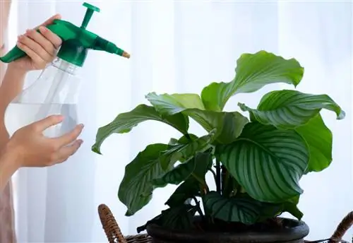 Калатея Орбифолия