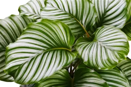 Калатея Орбифолия