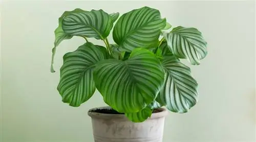 Растение павлина: Calathea orbifolia