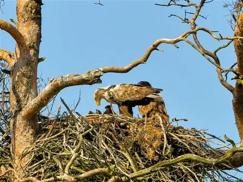 молодые птицы