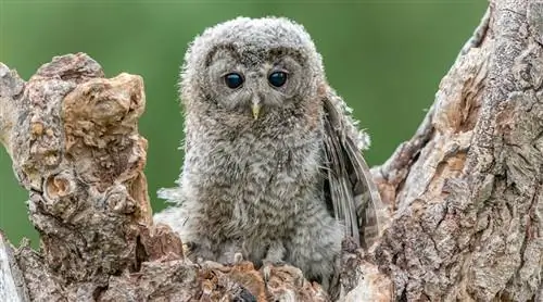 Следите за молодыми птицами через камеру’с защиты птиц