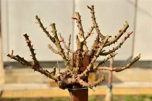 обрезка роз