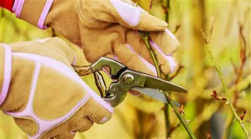 Обрезка роз в марте, вот как нужно обрезать разные сорта