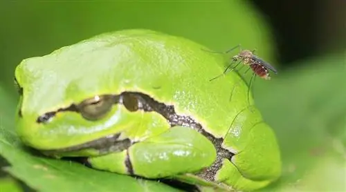 Какое насекомое будет &8216;Насекомое года’? Отдайте свой голос