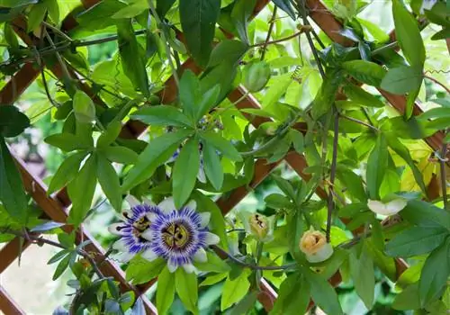 цветок страсти