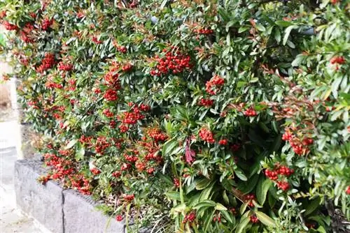 огненный шип