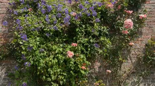 11 вьющихся растений, которые украсят ваш сад или балкон