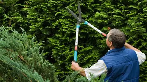 Обрезка хвойных, когда и как делать?